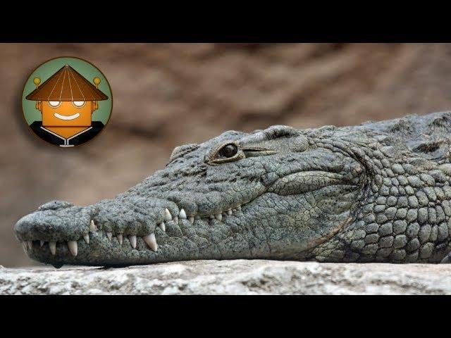 Popular TikTok videos related to cocodrilo ron footage